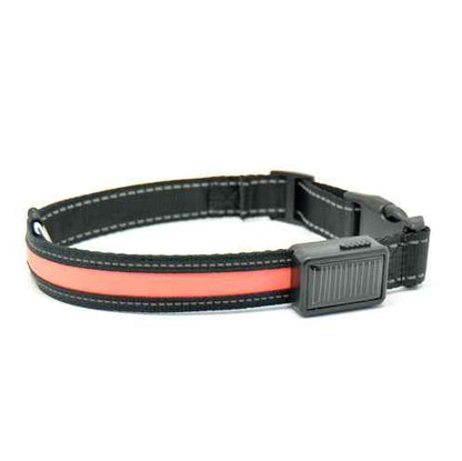 Fluorescent Dog Collar - Safety Glow - Amanluxe